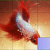 Червена петниста риба