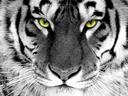 THE_TIGER