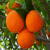 Пъзел портокали