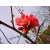 wild_rose7