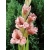 gerberi