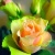 Jasmina111