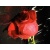 vasi_stil87