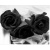 BlackRoses