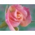 rosi_7
