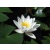 water_lily