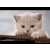 wild_cat_boy