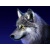 _wolf