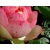 lady_ge
