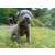 cane_corso