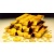 _Prospector_