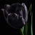 black_tulip