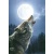 wolf_