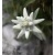 Edelweiss