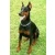 _DOBERMAN