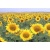 aso_spatiq