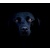 BlackDog