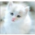 white_cat