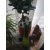 bebo67