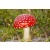 amanita_muscaria