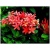 ixora