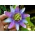 pasiflora