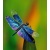 Dragonfly115