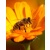 Nevena_