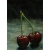 sugar_cherry