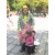 petio_pl