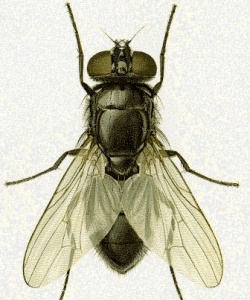 PetFly