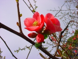 wild_rose7
