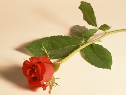 Carica