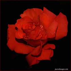 Rumi_vn