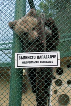 radito_haskovo