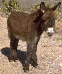 donkey