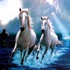 lady_ice