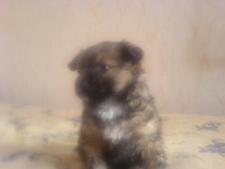 Alisinq