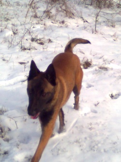 ticho