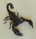 blackscorpi