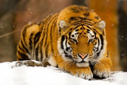 tigar_a