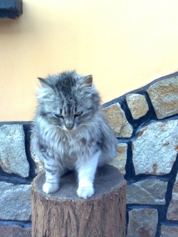 georgii