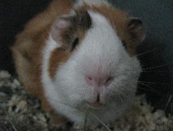 mimimini