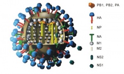 h1n1