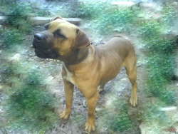 dididibo