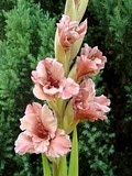 gerberi