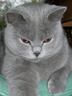mimisto