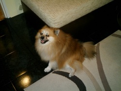 Benji