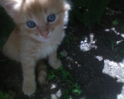 LIZI