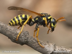 honeybee